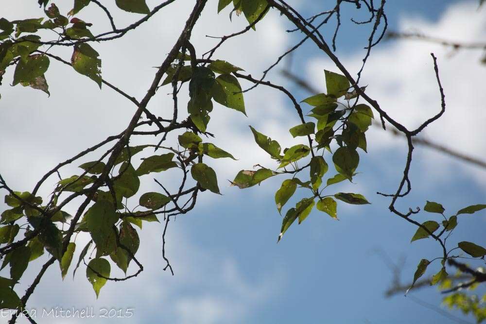 Imagem de Populus balsamifera L.