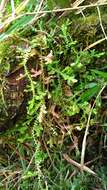 Image of Selaginella remotifolia Spring