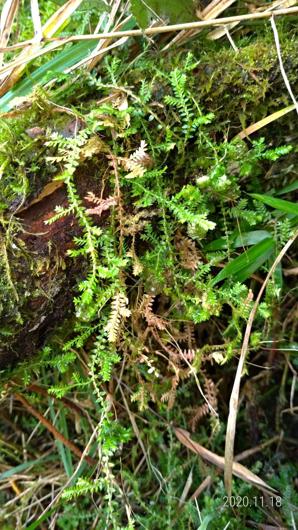 Image of Selaginella remotifolia Spring