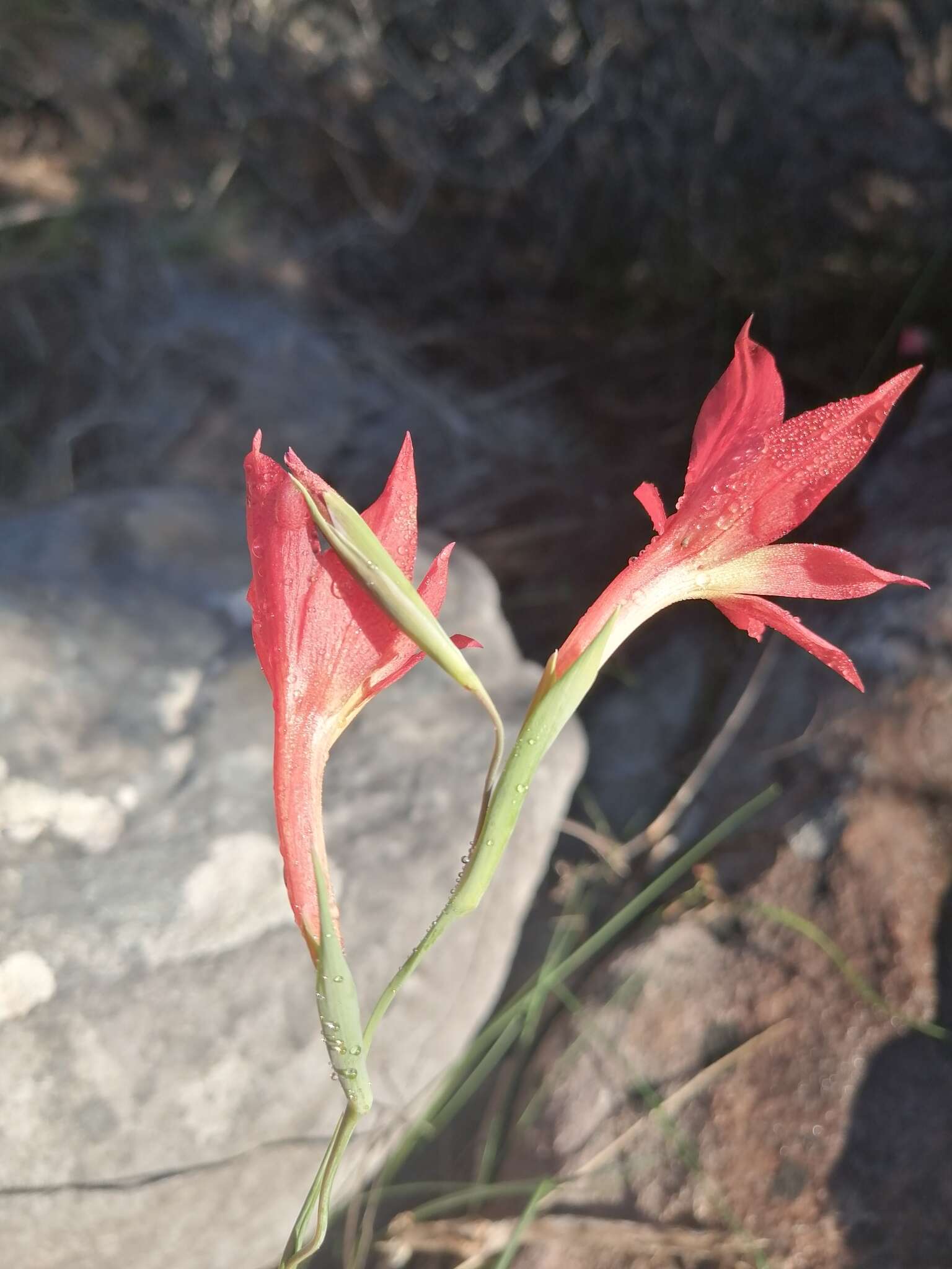 Imagem de Gladiolus priorii (N. E. Br.) Goldblatt & M. P. de Vos