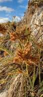 Sivun Spinifex hirsutus Labill. kuva