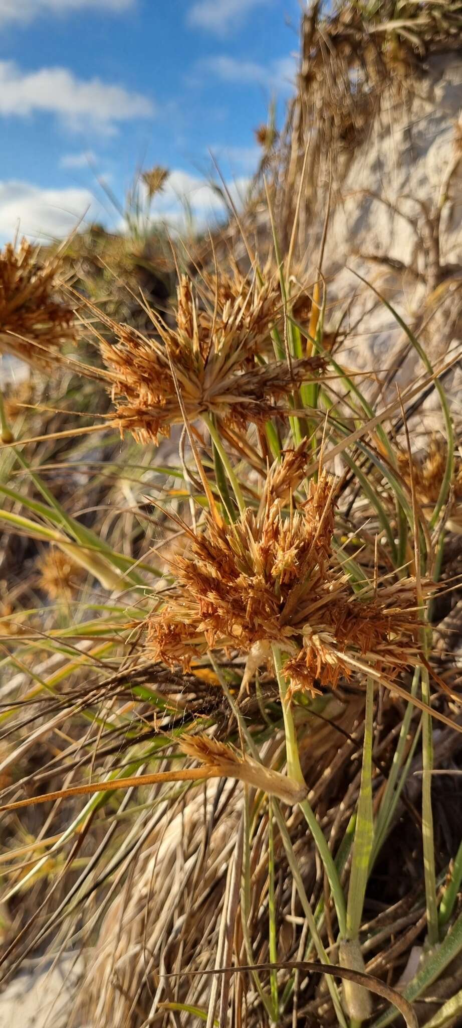 Image of hairy spinifex