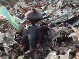 Image of Geastrum fornicatum (Huds.) Hook. 1821