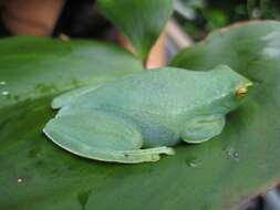 Image of Orinoco lime treefrog