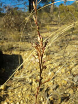 Image of Tritoniopsis elongata (L. Bolus) G. J. Lewis