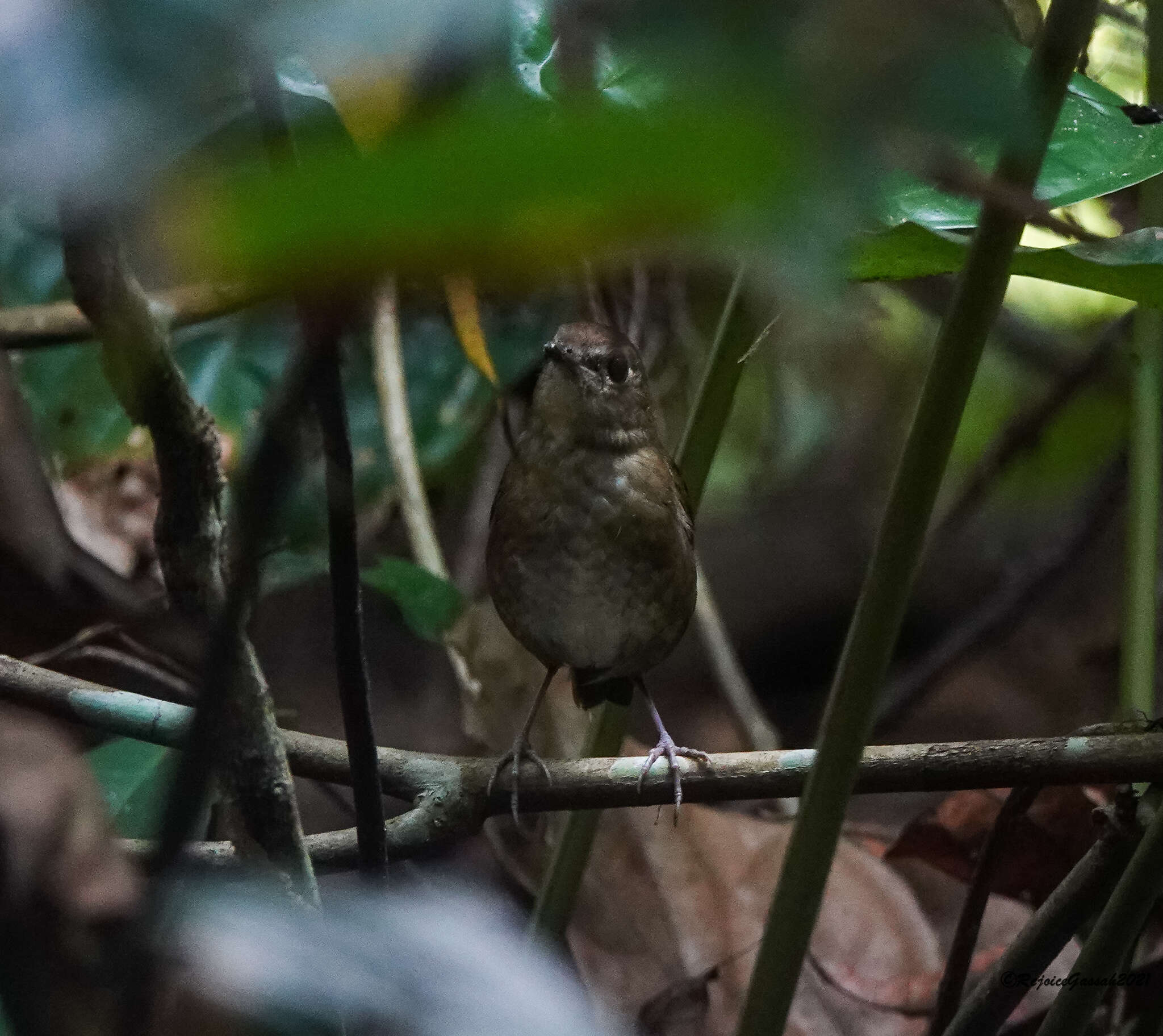 Plancia ëd Brachypteryx leucophris (Temminck 1828)