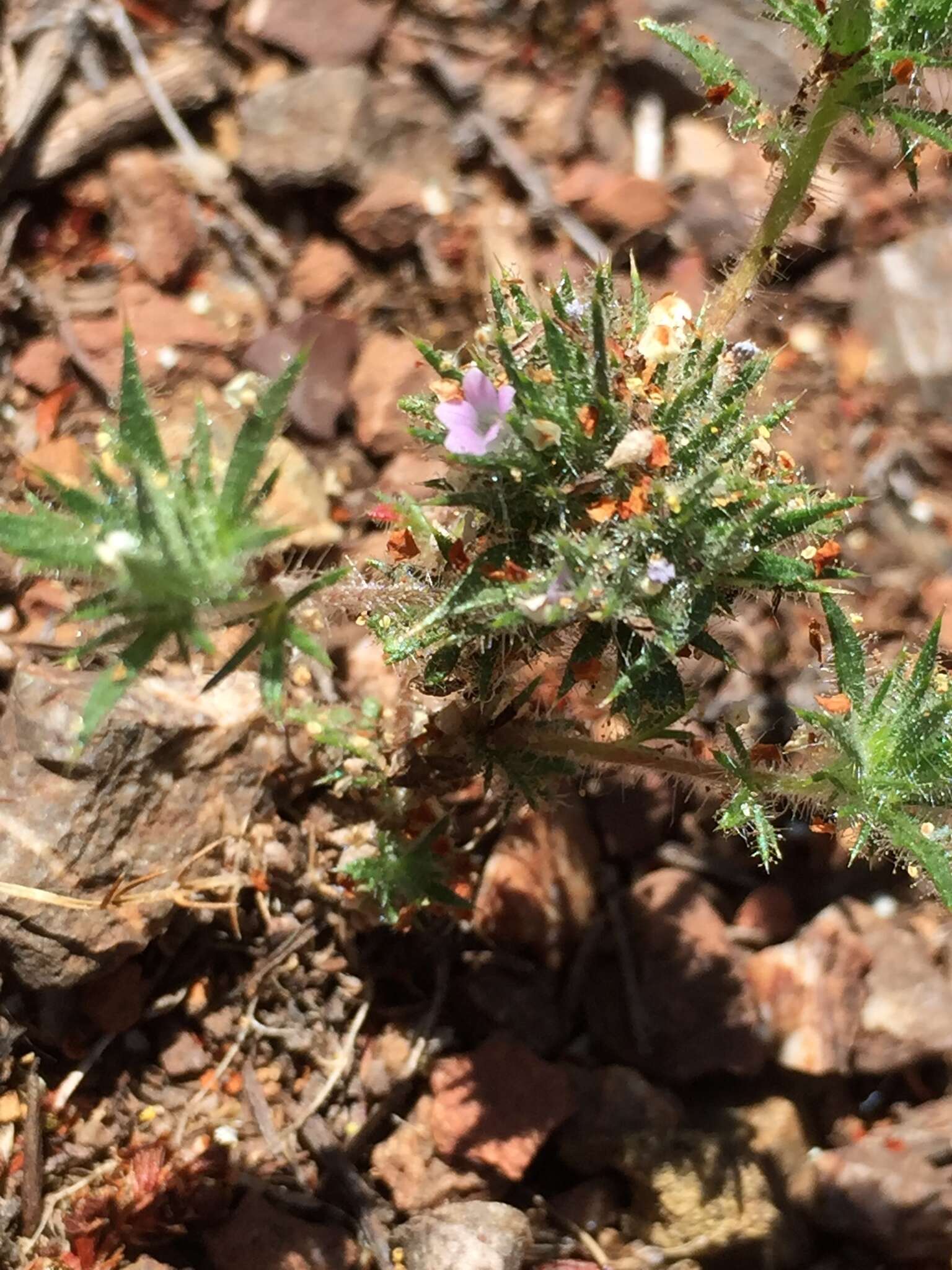 Image of Honey-Scented Pincushion-Plant