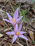 صورة Colchicum longifolium Castagne