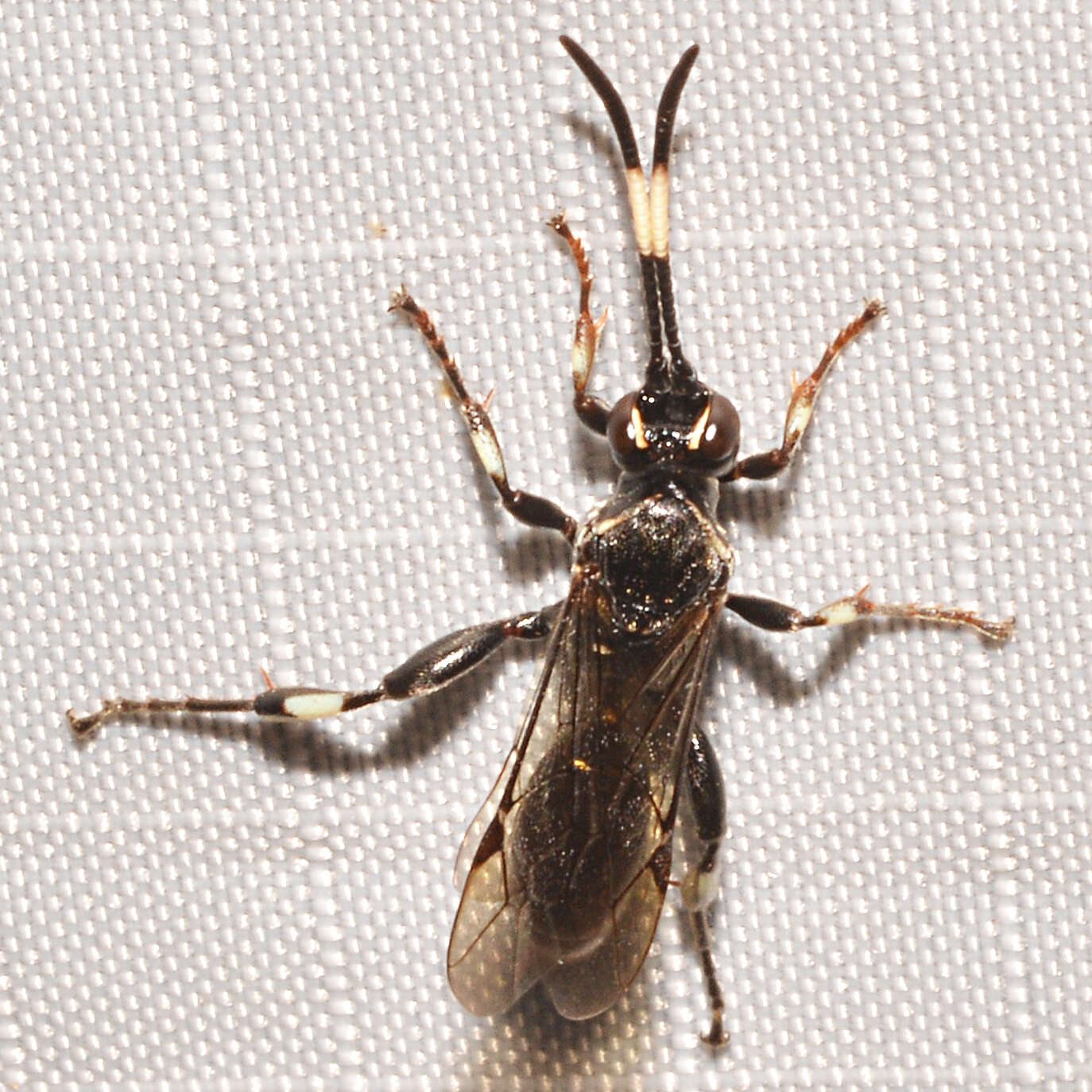 Image of Cratichneumon sublatus (Cresson 1864)