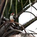 Image of Black-backed Barbet