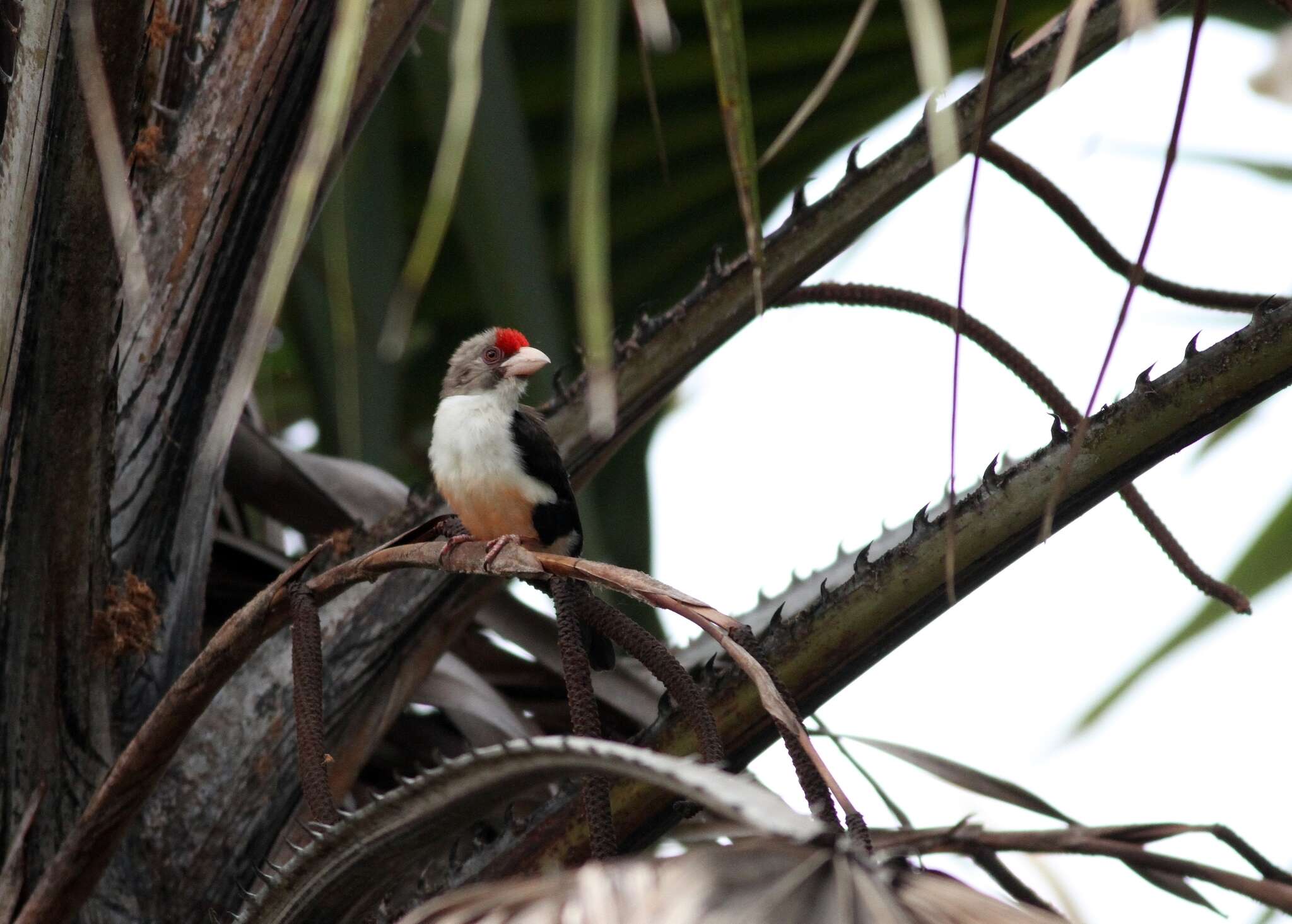 Image of Black-backed Barbet