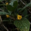 Image of Besleria lutea L.