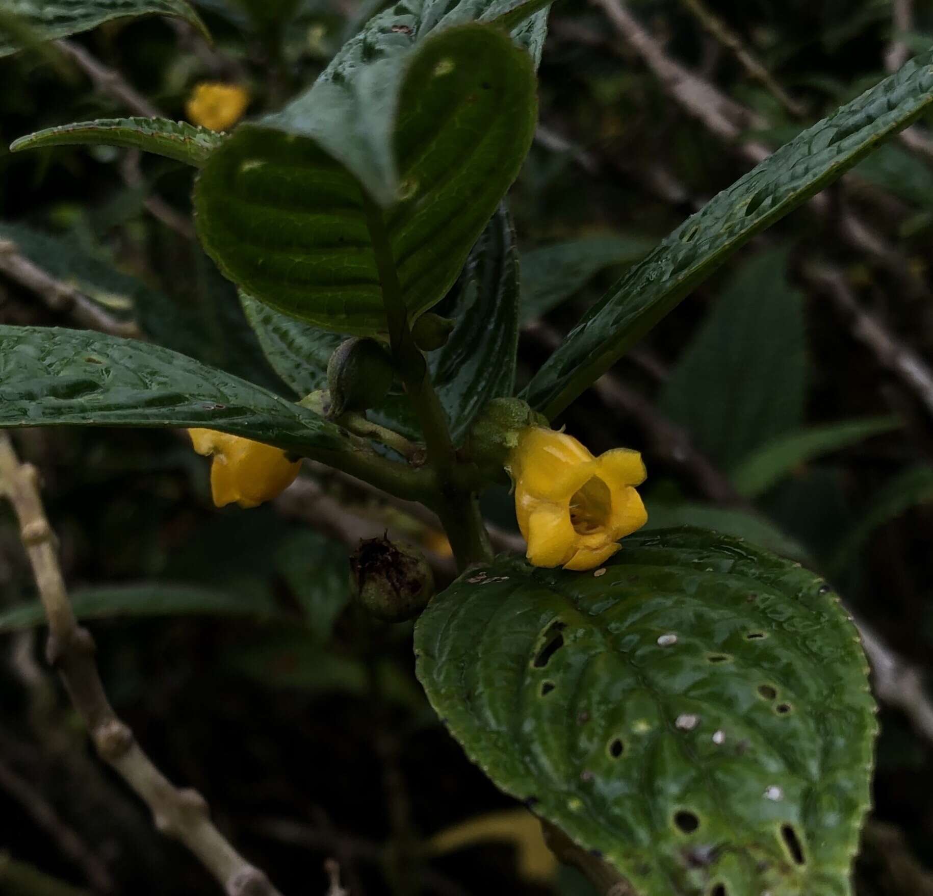 Image de Besleria lutea L.