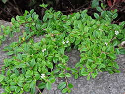 Image of coral beauty cotoneaster