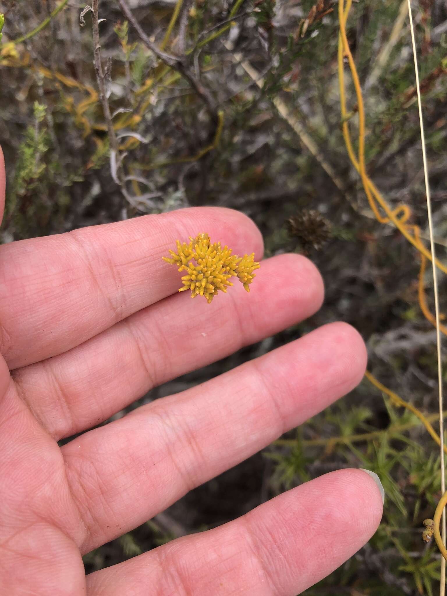 Image of Helichrysum rutilans (L.) D. Don