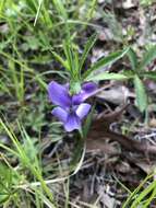 Image of Northern Coastal Violet