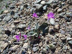 Image of Gueldenstaedtia monophylla Fisch.