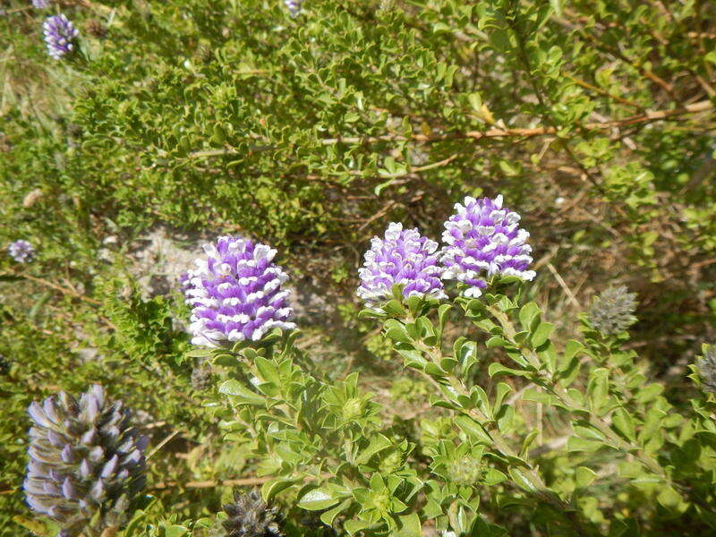 Image of Otholobium bracteolatum (Eckl. & Zeyh.) C. H. Stirt.