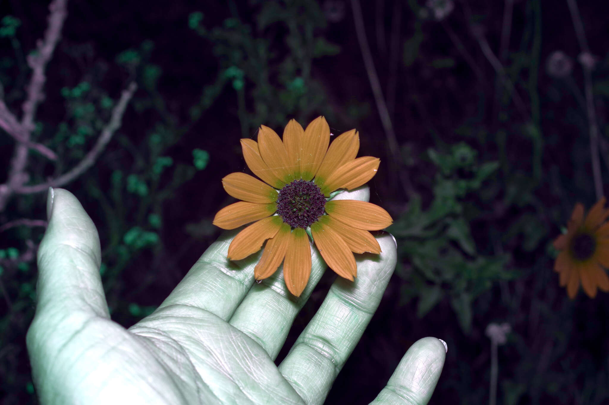 Image of Texas sunflower