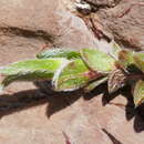 Image of Helianthemum alpestre (Jacq.) DC.