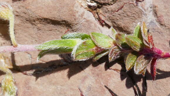 Imagem de Helianthemum alpestre (Jacq.) DC.