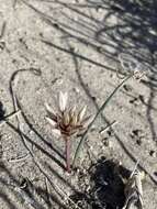 Image of darkred onion