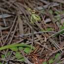 Image of Caladenia bryceana subsp. cracens Hopper & A. P. Br.