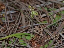 Image of Caladenia bryceana R. S. Rogers