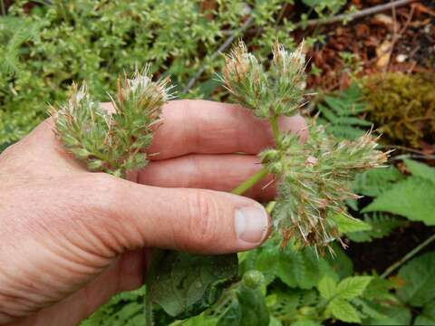 Image of Oregon phacelia