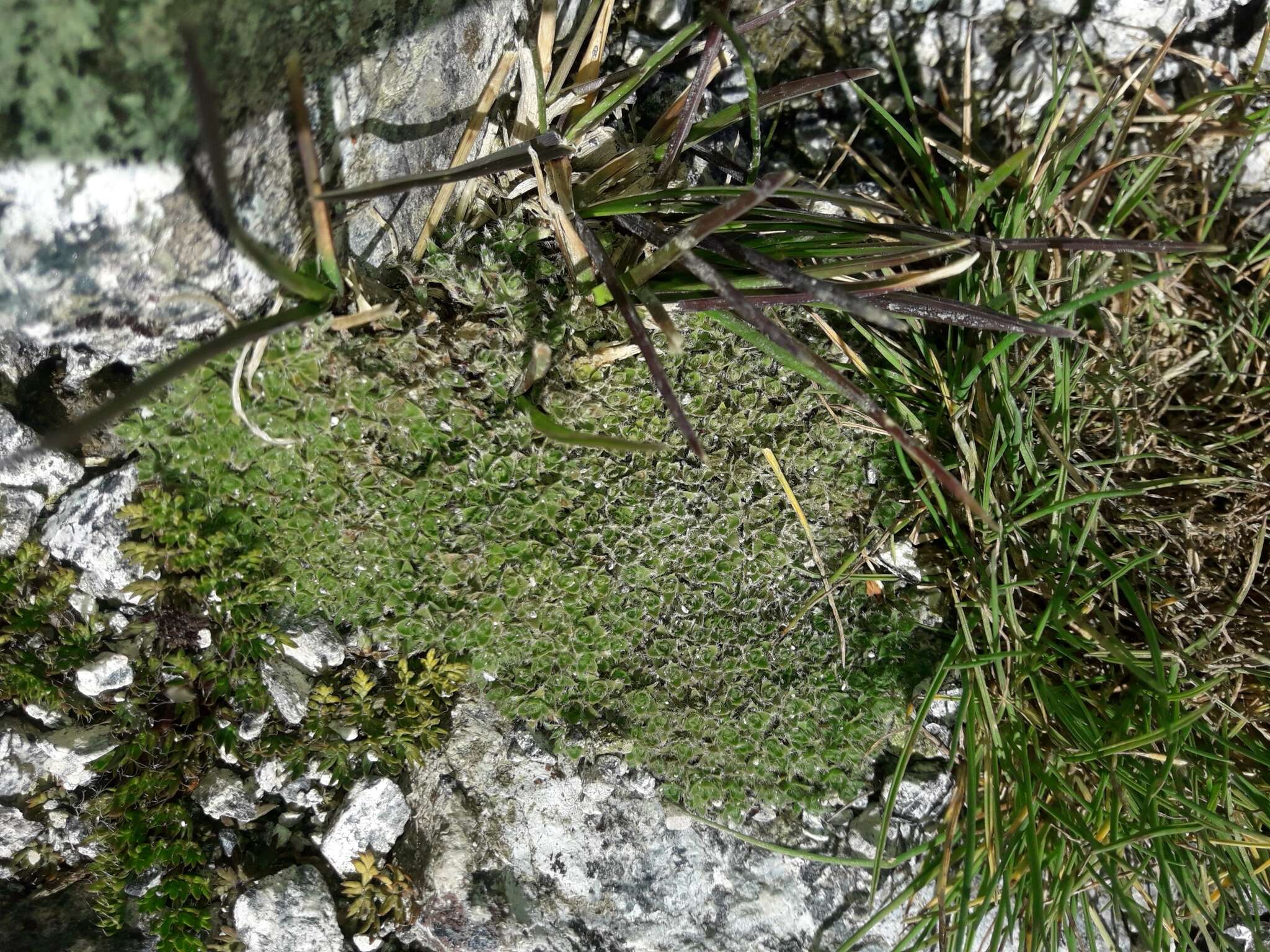 Imagem de Veronica ciliolata subsp. fiordensis (Ashwin) Meudt