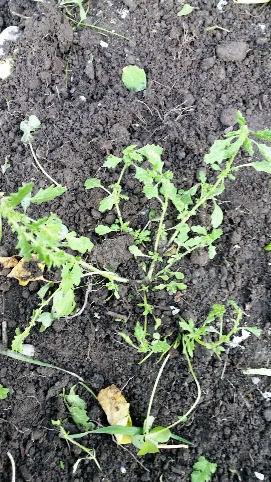 Image of clammy goosefoot