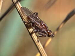 Image of Tapeigaster nigricornis (Macquart 1851)