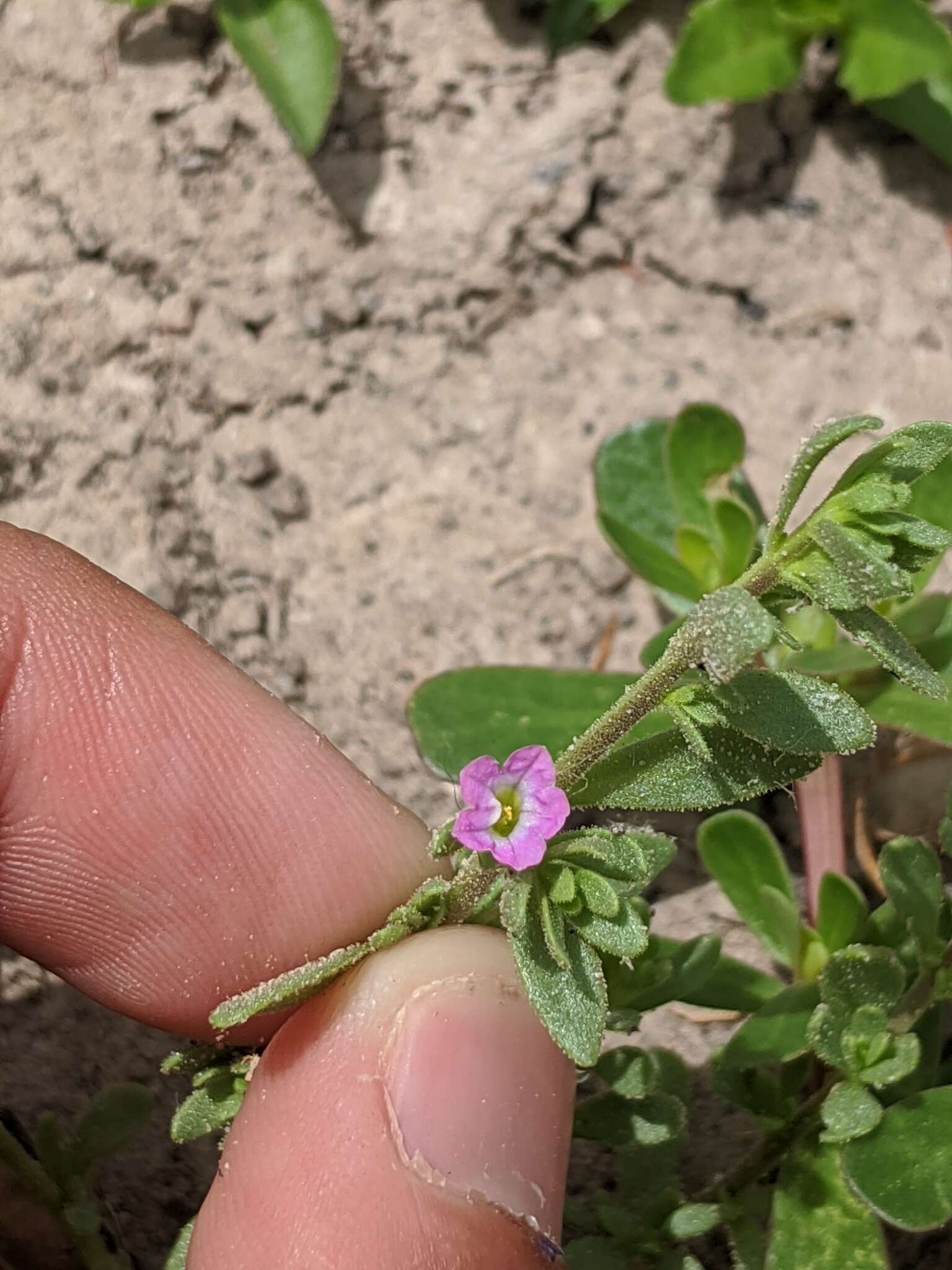 Image of seaside petunia