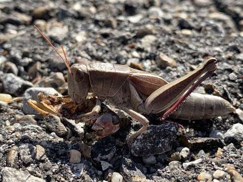 Слика од Paratylotropidia brunneri Scudder & S. H. 1897