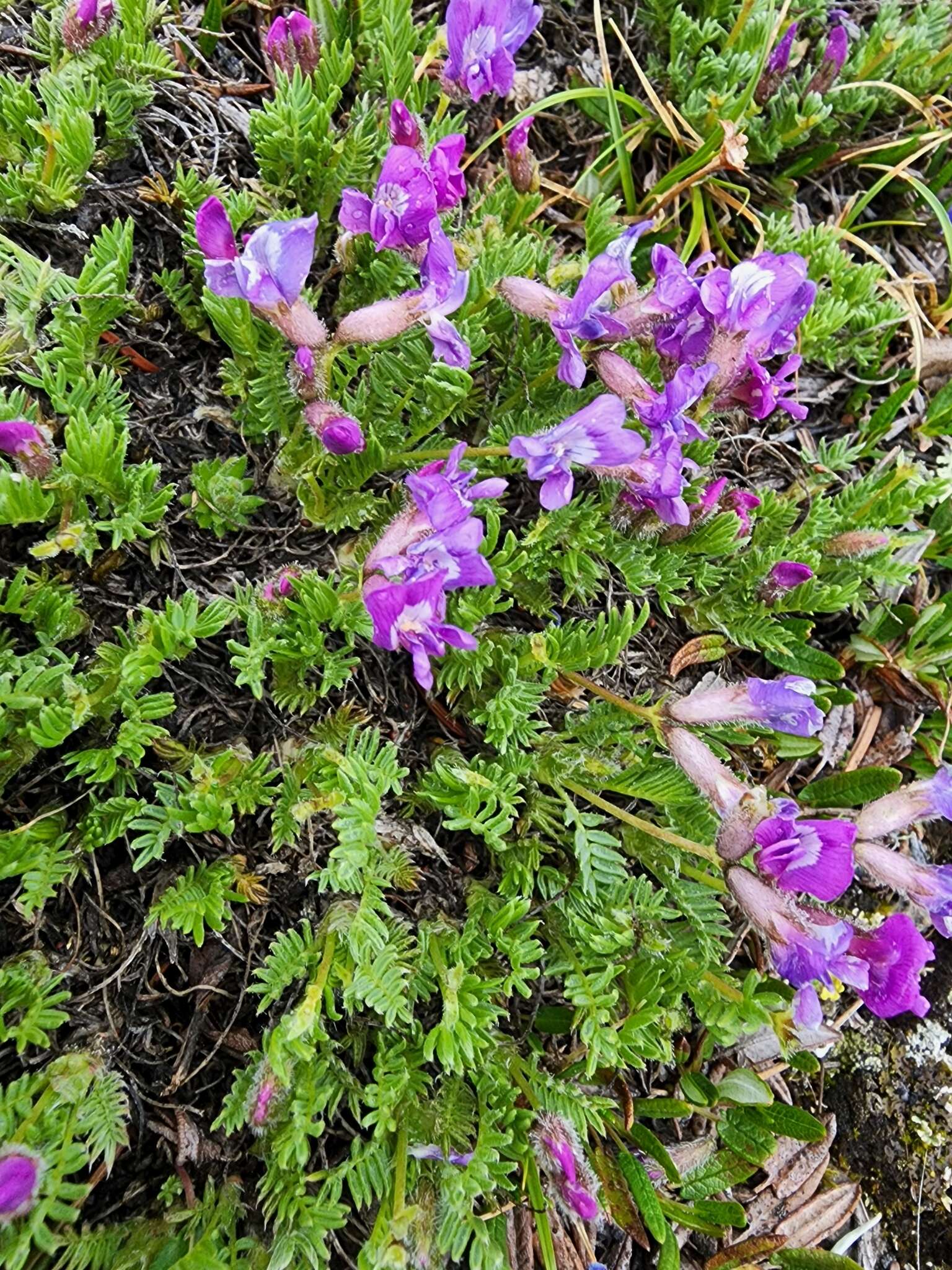 Image of stalkpod locoweed