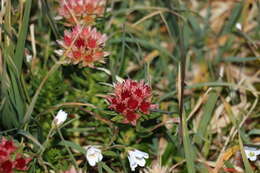 Image of Rhodiola algida (Ledeb.) Fisch. & C. A. Mey.