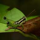 Image of Eusitalces vittatus Bruner & L. 1911