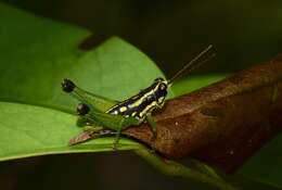 Image of Eusitalces vittatus Bruner & L. 1911