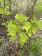 Image of Bushveld honeysuckle-tree