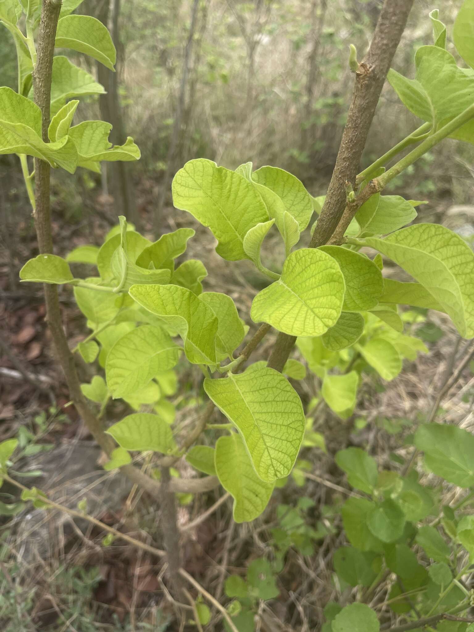 Image of Bushveld honeysuckle-tree