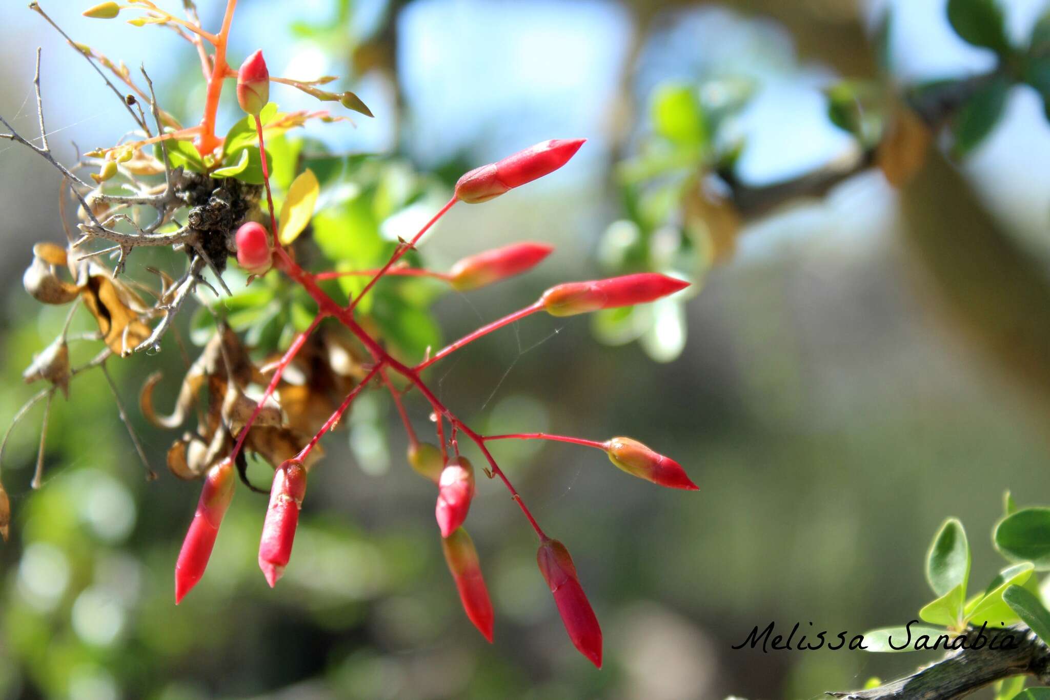 Image of Fouquieria macdougalii Nash