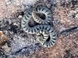 Image of San Felipe Ground Snake