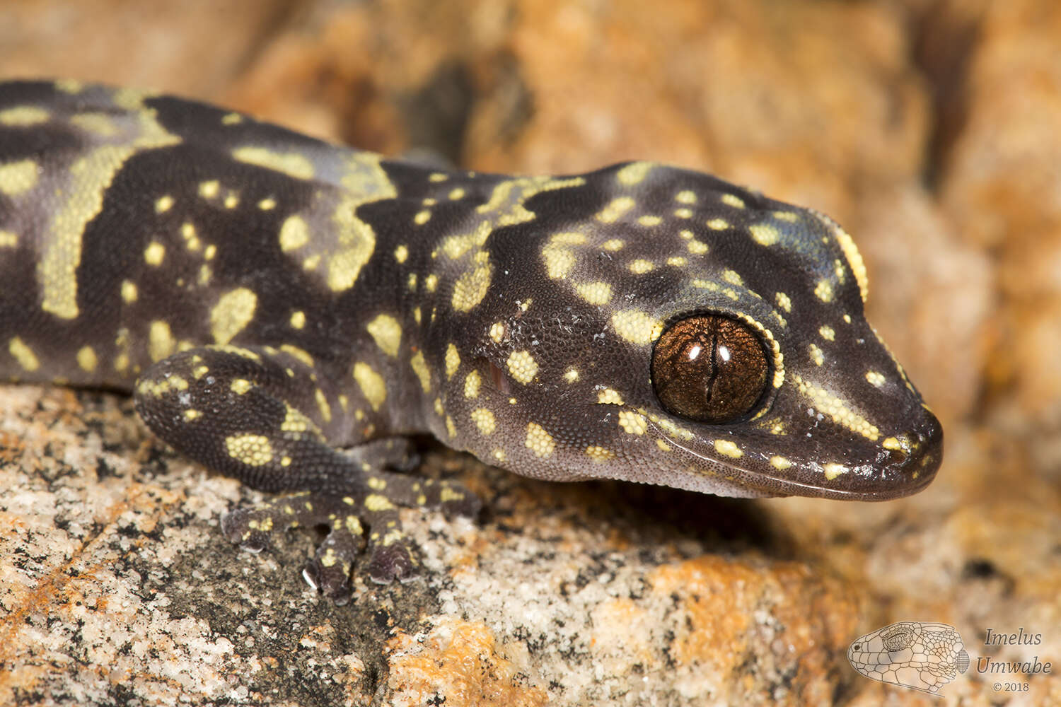 Image of Cape Rock Gecko