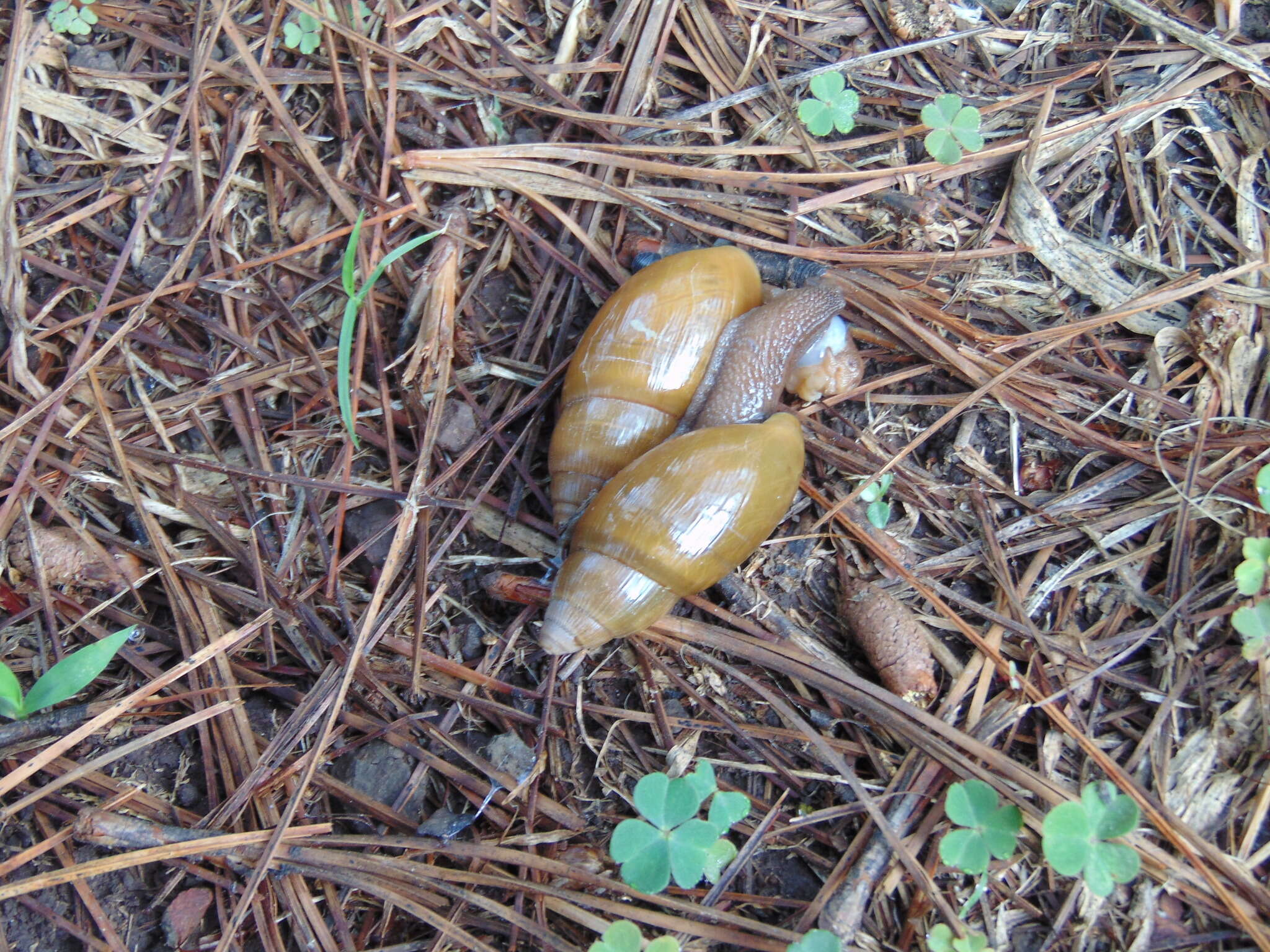 Image of Streptostyla flavescens (Shuttleworth 1852)