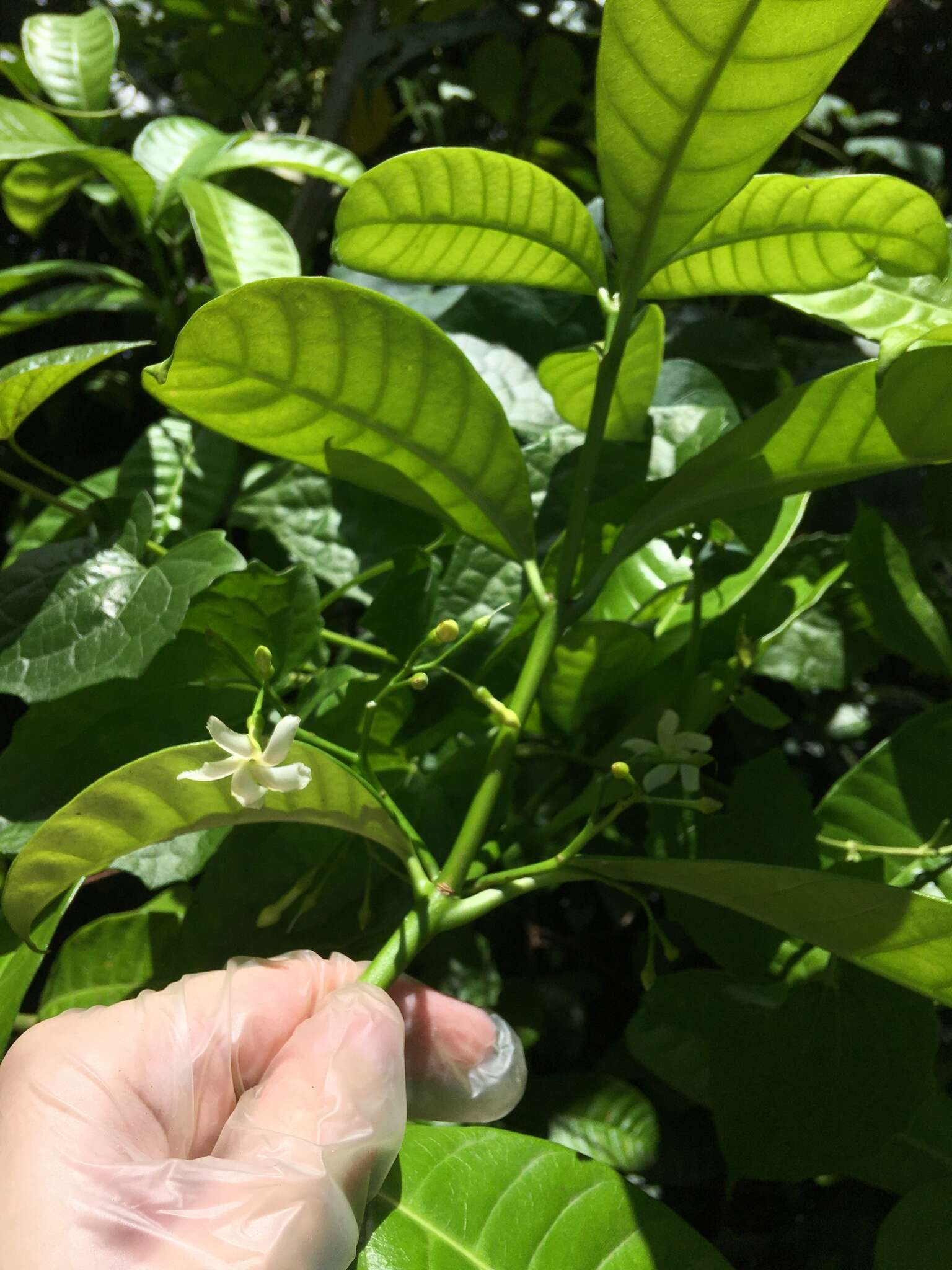 Sivun Tabernaemontana citrifolia L. kuva