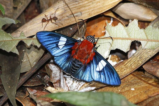 Image of <i>Yanguna cometes</i>