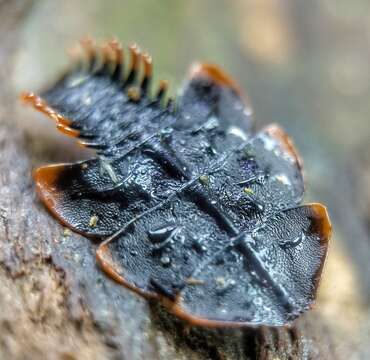 Imagem de <i>Platerodrilus ruficollis</i> Pic 1942