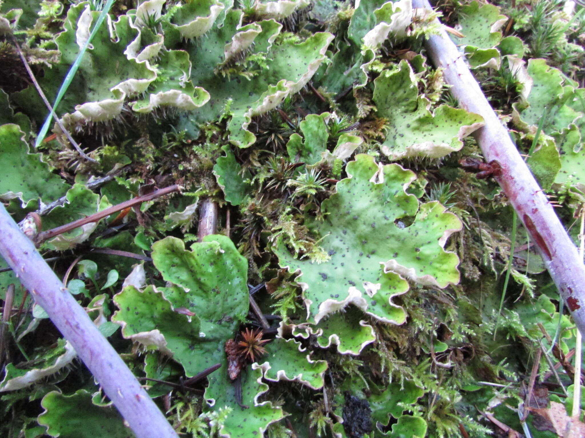 Image of British felt lichen