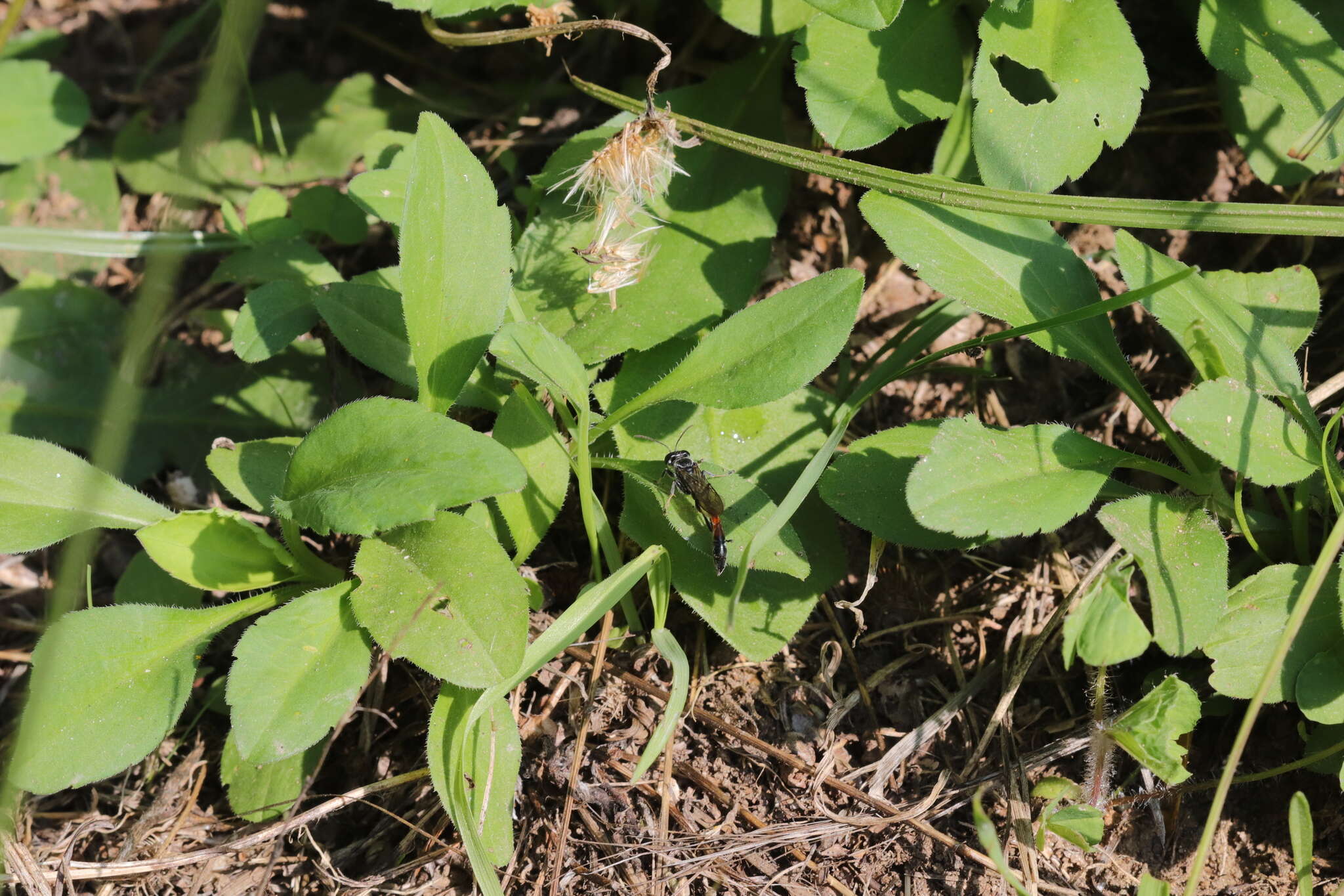 Image de Trypoxylon petiolatum F. Smith 1858