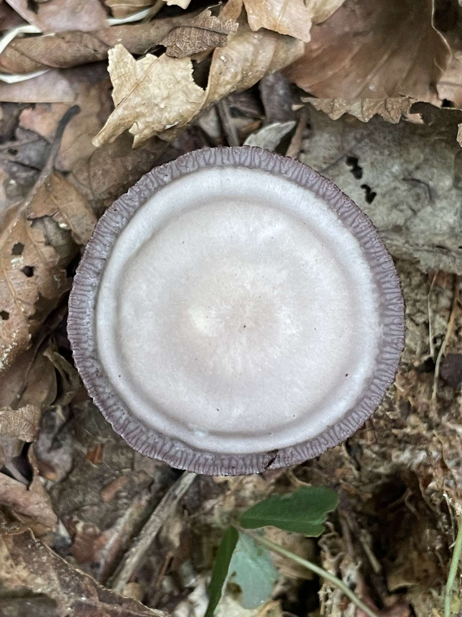 Mycena pelianthina (Fr.) Quél. 1872 resmi